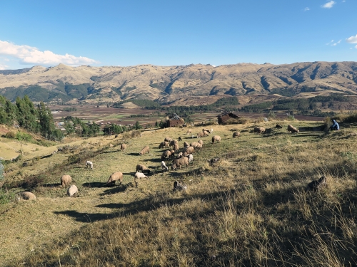 A landscape shot of the Sacred Valley in Peru with brown and white sheep grazing through tall grass