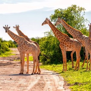 Four giraffes crossing a dirt path in Chobe National Park
